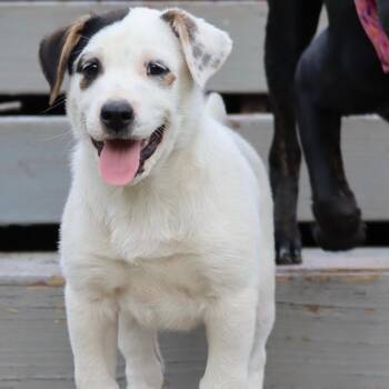Cattle Dog Dogs Available for Adoption in Waco, Texas - Doc | PetCurious