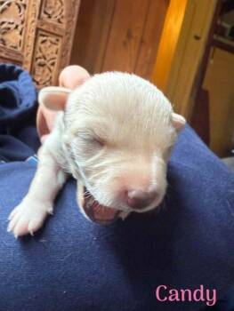Candy (AL) -  Chihuahua Dog for Adoption in New York, New York - Candy (AL) | PetCurious
