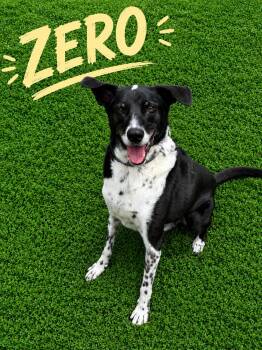 Zero -  Border Collie Dog for Adoption in Momence, Illinois - Zero | PetCurious
