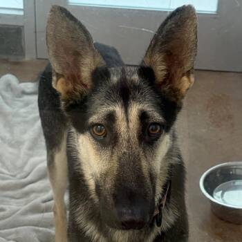 Gamora -  German Shepherd Dog and Mixed Breed Dog for Adoption in Middletown, Rhode Island - Gamora | PetCurious