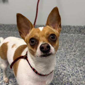 Silky -  Chihuahua Dog for Adoption in Greenville, South Carolina - Silky | PetCurious
