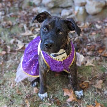 Rescue Boxer and Plott Hound Dogs for Adoption in Helena, Alabama - Twix | PetCurious