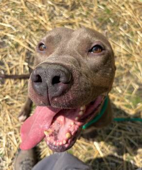 Pit Bull Terrier Dogs Available for Adoption in Chicago, Illinois - Kael | PetCurious