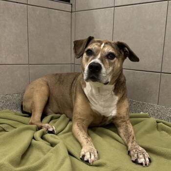 Bono -  Mixed Breed Dog for Adoption in Oak Brook, Illinois - Bono | PetCurious