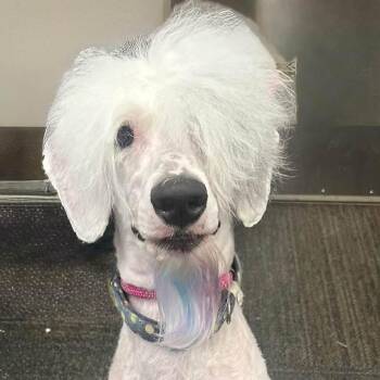 Oliver -  Old English Sheepdog and Poodle Dog for Adoption in Council Bluffs, Iowa - Oliver | PetCurious
