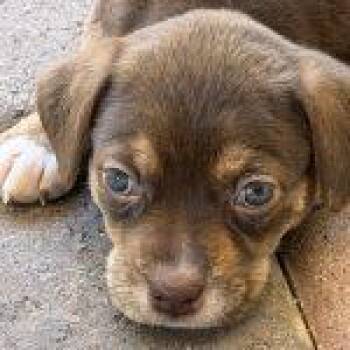 Sunkist -  Australian Shepherd Dog for Adoption in Green Valley, Arizona - Sunkist | PetCurious