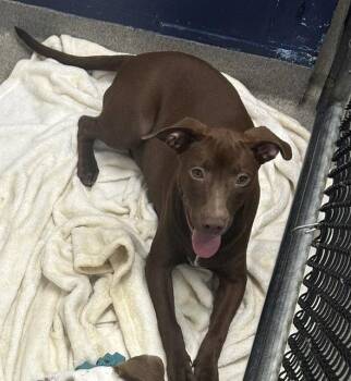 Cypress 5 months female AVAILABLE 7/24 -  Labrador Retriever Dog for Adoption in Sterling, Massachusetts - Cypress 5 Months Female AVAILABLE 7/24 | PetCurious