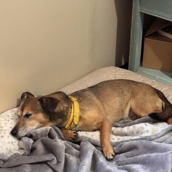 Soliel -  Dachshund and Mixed Breed Dog for Adoption in Sequatchie, Tennessee - Soliel | PetCurious