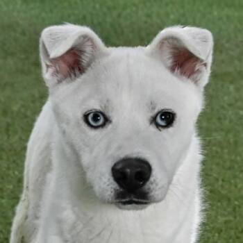 Elsa -  Husky and Mixed Breed Dog for Adoption in Bellevue, Washington - Elsa | PetCurious
