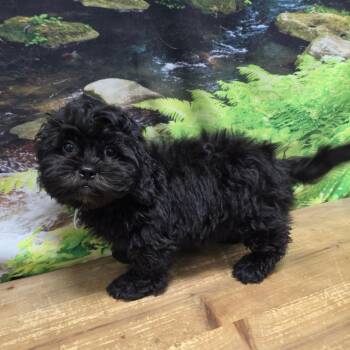 Biscuit -  Shih Tzu and Poodle Dog for Adoption in Normal, Illinois - Biscuit | PetCurious
