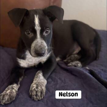 Nelson -  Australian Cattle Dog Blue Heeler Dog for Adoption in Brewton, Alabama - Nelson | PetCurious