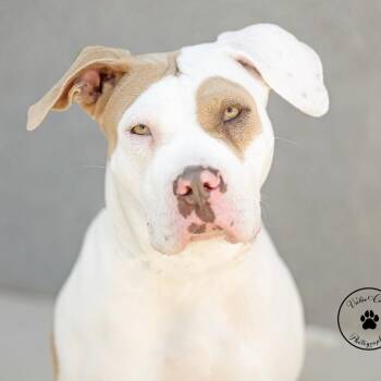 Pit Bull Terrier Dogs Available for Adoption in Abilene, Texas - Beth | PetCurious