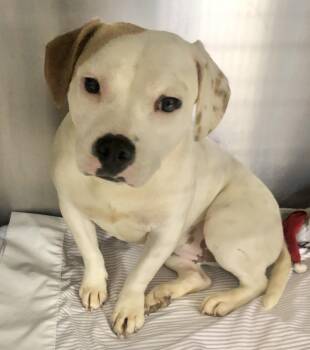 American Bulldog Dogs Available for Adoption in Parma, Ohio - Petunia | PetCurious