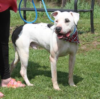American Bulldog Dogs Available for Adoption in Marietta, Ohio - Bark Twain (Neutered) (Photos 4/24/2026) | PetCurious