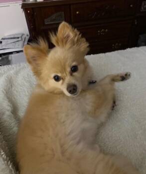 Foxy -  Pomeranian Dog for Adoption in Stafford, Virginia - Foxy | PetCurious