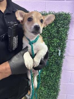 60910581 -  Mixed Breed Dog for Adoption in El Paso, Texas - 60910581 | PetCurious