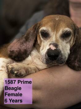Rescue Beagle Dogs for Adoption in Blue Springs, Missouri - 1587 Prime | PetCurious