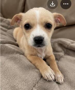 Chihuahua Dogs Available for Adoption in Corona, California - Bumble | PetCurious