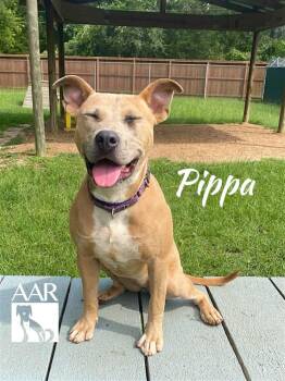 Carolina Dog and Staffordshire Bull Terrier Dogs Available for Adoption in Magnolia, Texas - Pippa | PetCurious