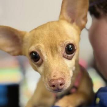 Chihuahua Dogs Available for Adoption in Worcester, Massachusetts - Winnie | PetCurious