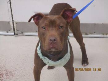 Labrador Retriever and Pit Bull Terrier Dogs Available for Adoption in Marietta, Georgia - Ivy(880) | PetCurious