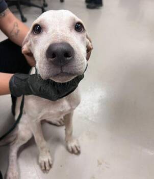 Chuckles Morris -  Pit Bull Terrier Dog for Adoption in Austin, Texas - Chuckles Morris | PetCurious