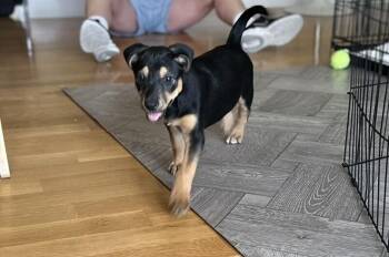 FELICIA -  Shepherd Dog for Adoption in Broomfield, Colorado - FELICIA | PetCurious