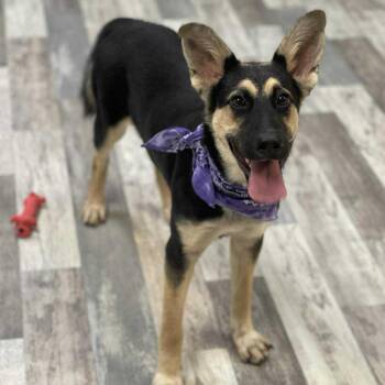 German Shepherd Dog Dogs Available for Adoption - Angelina JuM | PetCurious