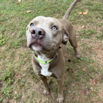 Rescue Mixed Breed Dogs for Adoption in Auburn, Alabama - Crux | PetCurious