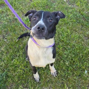 Pit Bull Terrier and Border Collie Dogs Available for Adoption in Bristol, Indiana - Topps | PetCurious