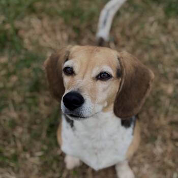 Rescue Beagle Dogs for Adoption in Waynesboro, Pennsylvania - Lynn | PetCurious