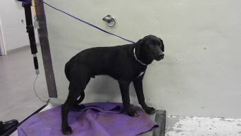 Labrador Retriever and Mixed Breed Dogs Available for Adoption in Houston, Texas - DOMINO | PetCurious