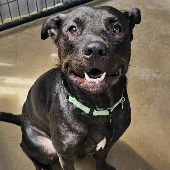 Athena -  Mixed Breed Dog for Adoption in Medford, Oregon - Athena | PetCurious