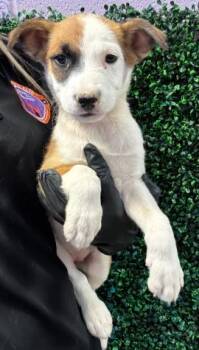 Mixed Breed and Shepherd Dogs Available for Adoption in El Paso, Texas - Stacy* | PetCurious