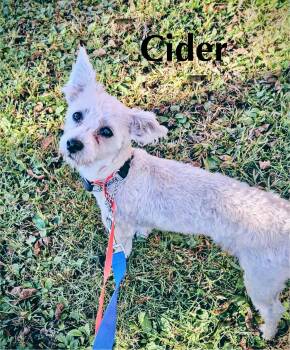 Rescue Silky Terrier Dogs for Adoption in Schnecksville, Pennsylvania - CIDER | PetCurious