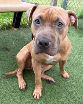 ISLAND -  Mixed Breed Dog Available for Adoption in Columbia, South Carolina - ISLAND | PetCurious