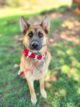 Rescue German Shepherd Dog Dogs for Adoption in Anza, California - Nikki | PetCurious