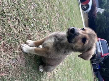 German Shepherd Dog and Rough Collie Dogs Available for Adoption in Winder, Georgia - Serenity  2026-197 | PetCurious