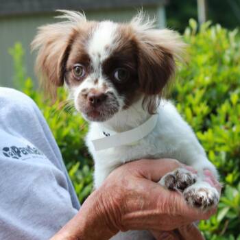 CT Coconut -  Pekingese and Maltese Dog for Adoption in Stormville, New York - CT Coconut | PetCurious