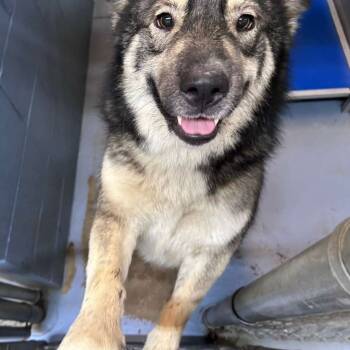 Rescue Mixed Breed Dogs for Adoption in Gadsden, Alabama - Olive | PetCurious