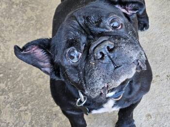 French Bulldog Dogs Available for Adoption in Cape Coral, Florida - Stitch | PetCurious