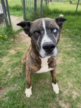 Simba -  Mixed Breed Dog for Adoption in Wilsall, Montana - Simba | PetCurious