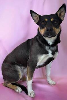 Azalea -  Australian Kelpie Dog for Adoption in Columbus, Nebraska - Azalea | PetCurious