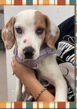 Ophelia -  Beagle Dog for Adoption in Orland Park, Illinois - Ophelia | PetCurious
