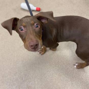 CINNAMON -  Doberman Pinscher Dog for Adoption in Aurora, Colorado - CINNAMON | PetCurious