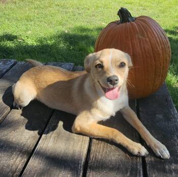Raven -  Chiweenie Dog for Adoption in Dallas, Texas - Raven | PetCurious