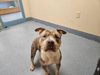 Crackers -  Pit Bull Terrier Dog for Adoption in Suffolk, Virginia - Crackers | PetCurious