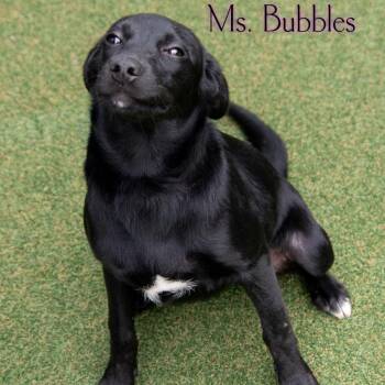 Ms. Bubbles -  Hound and Mixed Breed Dog for Adoption in Parkersburg, West Virginia - Ms. Bubbles | PetCurious