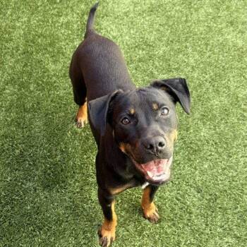 Mario -  Shepherd Dog for Adoption in Burlingame, California - Mario | PetCurious