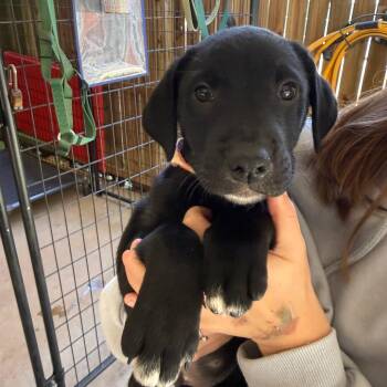 Mixed Breed Dogs Available for Adoption in Hamilton, Georgia - Clover | PetCurious